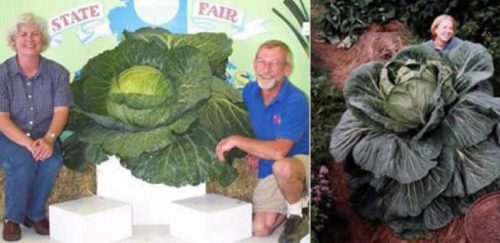 Deretan Buah Dan Sayuran Dengan Ukurannya Super Jumbo Ini Bikin Kucek Mata